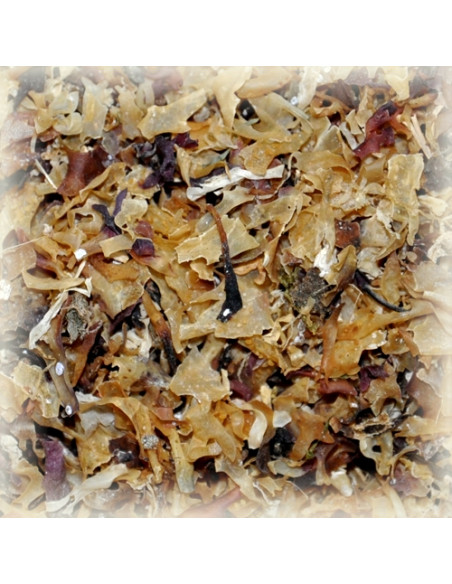 Brasser sa propre bière : Lichen carraghen - IRISH MOOS - 150.249.5 Brasser sa propre bière : Lichen carraghen - IRISH MOOS - 150.249.5