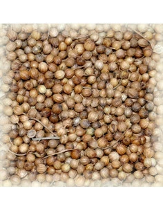 Coriandre semences 