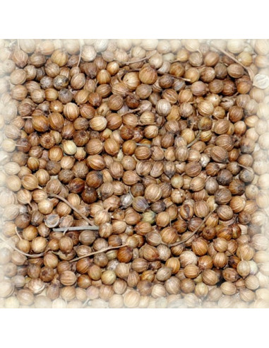 Coriandre semences 