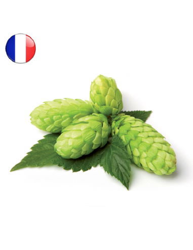 Brasser sa propre bière : Brewers Gold en cône (FR) 2025 - 250gr - GOLD-CONE