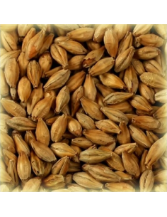 Brasser sa propre bière : Malt Abbaye® 45 EBC - MA45S2V