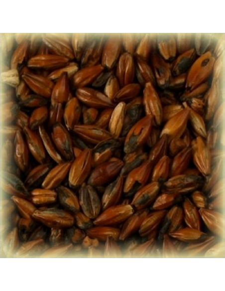 Brasser sa propre bière : Malt Café 500 EBC - MCAFES2V