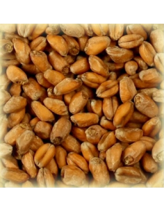 Brasser sa propre bière : Malt Froment Blanc 3.5-5.5 EBC - MFS2V