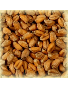 Brasser sa propre bière : Malt Froment Blanc (Wheat blanc) 3.5-5.5 EBC - MFS2V