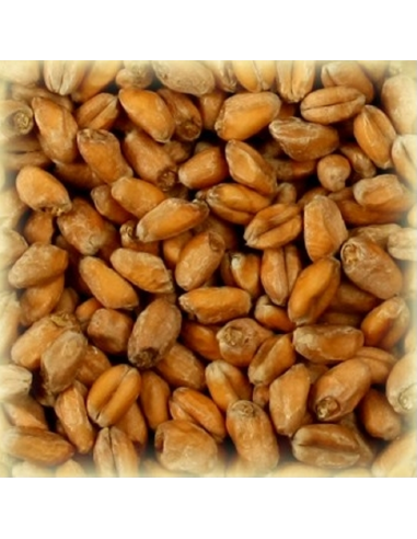 Brasser sa propre bière : Malt Froment Blanc 3.5-5.5 EBC - MFS2V