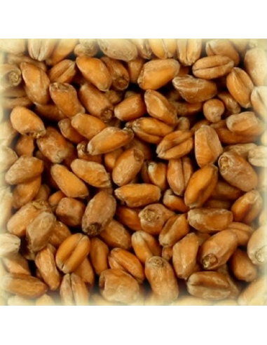 Brasser sa propre bière : Malt Froment Blanc (Wheat blanc) 3.5-5.5 EBC - MFS2V Brasser sa propre bière : Malt Froment Blanc (Wheat blanc) 3.5-5.5 EBC - MFS2V