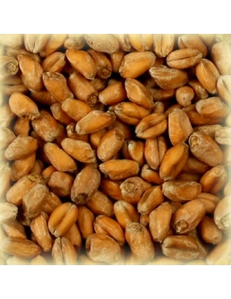 Brasser sa propre bière : Malt Froment Blanc 3.5-5.5 EBC - MFS2V Brasser sa propre bière : Malt Froment Blanc 3.5-5.5 EBC - MFS2V