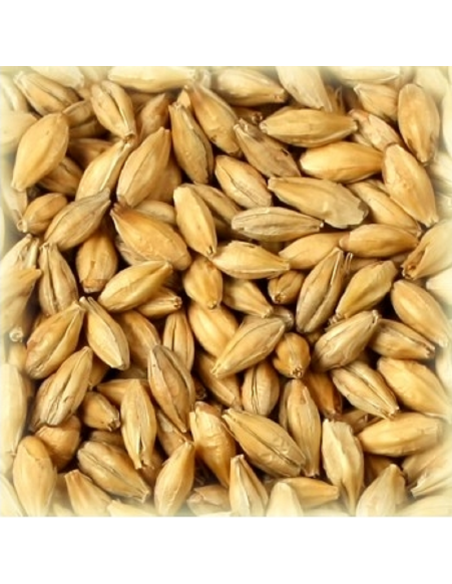 Brasser sa propre bière : Malt Whisky Light® 2.5-4.0 EBC - MTRB20S2 Brasser sa propre bière : Malt Whisky Light® 2.5-4.0 EBC - MTRB20S2