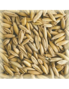 Brasser sa propre bière : Malt Avoine (Oat) 2-3 EBC - MAVOINES25