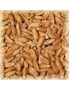 Brasser sa propre bière : Malt épeautre (Spelt) 3-7 EBC - MEPEAUTS25