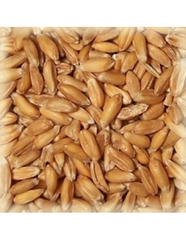 Brasser sa propre bière : Malt épeautre (Spelt) 3-7 EBC - MEPEAUTS25