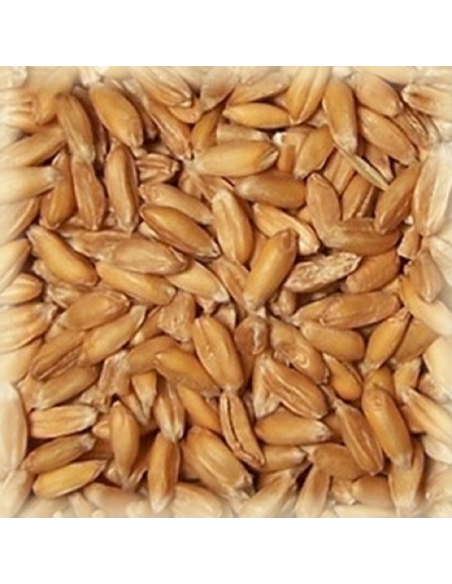 Brasser sa propre bière : Malt épeautre (Spelt) 3-7 EBC - MEPEAUTS25 Brasser sa propre bière : Malt épeautre (Spelt) 3-7 EBC - MEPEAUTS25