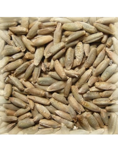 Brasser sa propre bière : Malt Seigle (Rye) 3–8 EBC - MSEIGLES25