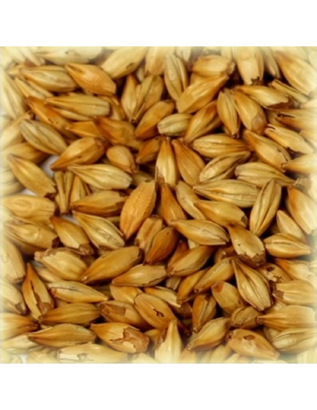 Brasser sa propre bière : Malt Cara Belge® 30-35 EBC - MCBELGAS Brasser sa propre bière : Malt Cara Belge® 30-35 EBC - MCBELGAS