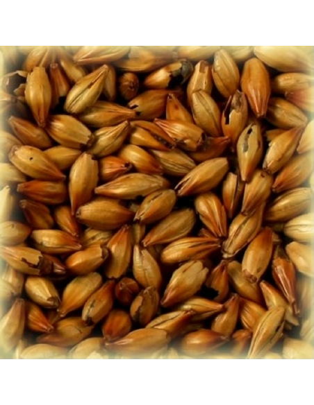 Brasser sa propre bière : Malt Cara Terra® 170-220 EBC -