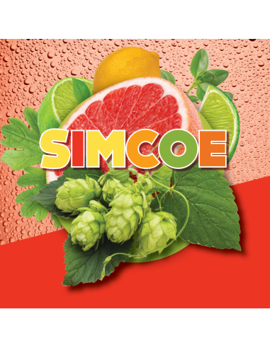 Brasser sa propre bière : Simcoe (US) - SIMCOE-P90 Brasser sa propre bière : Simcoe (US) - SIMCOE-P90