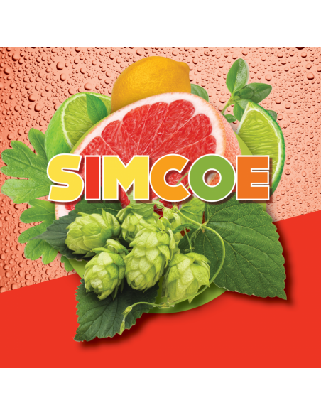 Brasser sa propre bière : Simcoe (US) - SIMCOE-P90 Brasser sa propre bière : Simcoe (US) - SIMCOE-P90