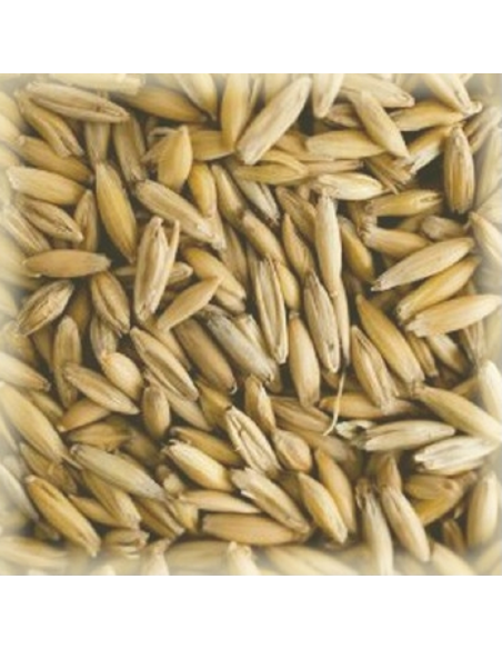 Brasser sa propre bière : Avoine Crue 4-7 EBC - AVOINECRU