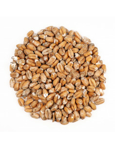 Brasser sa propre bière : Froment arôme® 80-100 EBC - MFS2VA