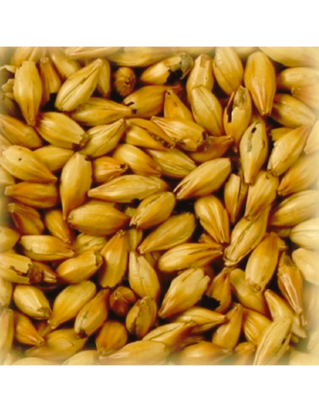 Brasser sa propre bière : Malt Cara Ultra® 60 EBC - MCULTRA60