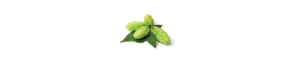 Houblon en cônes