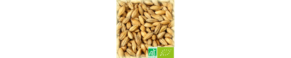 Malts de Base Bio