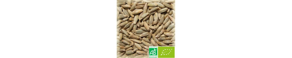 Malts de Seigle Bio