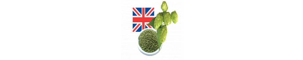 Achat Houblon - Royaume-Uni (UK)