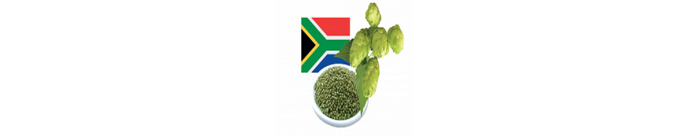Achat Houblon Afrique du Sud