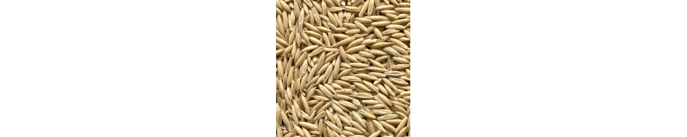 Céréales crues pour le brassage | Autobrasseur