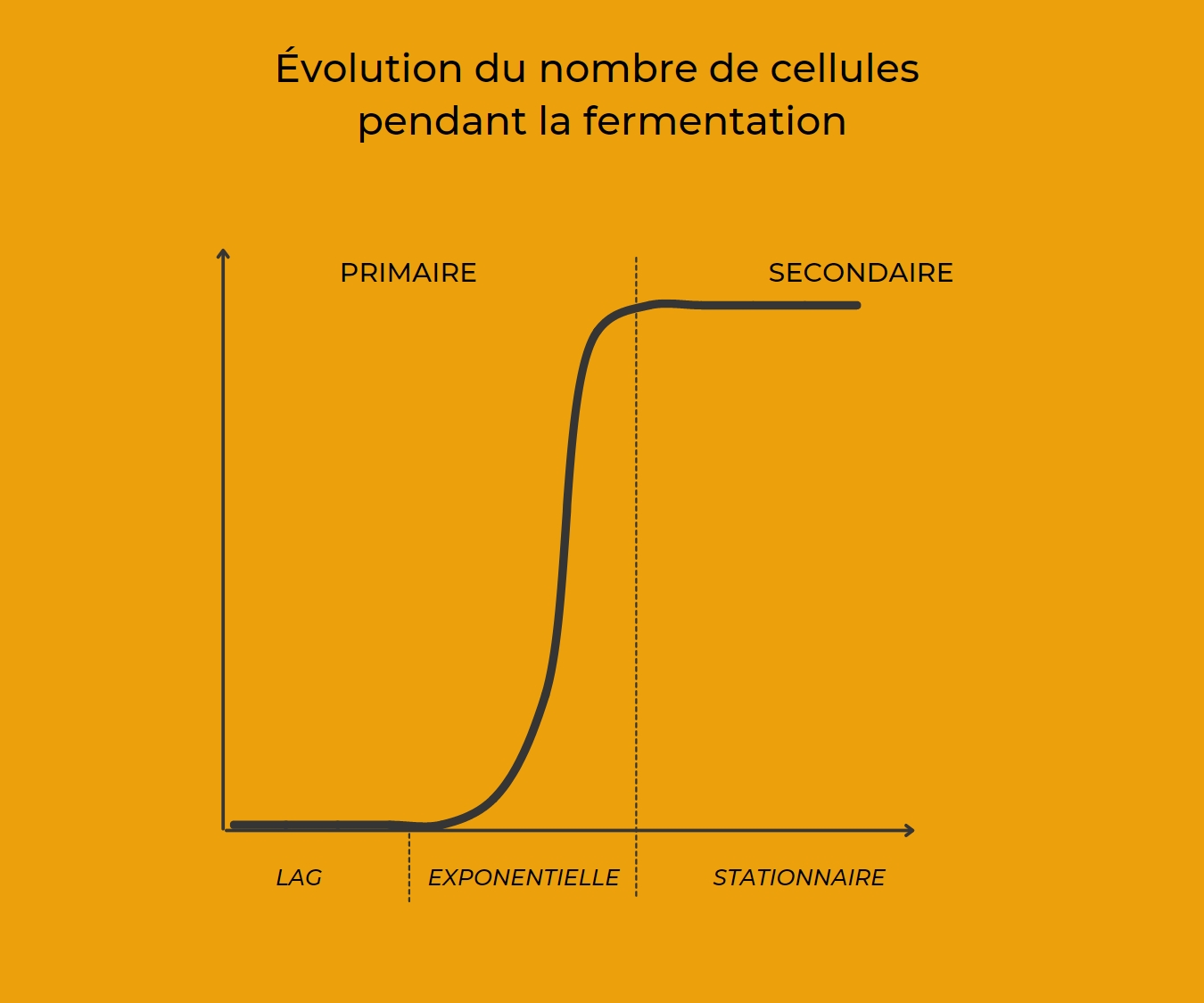 Graphique représentant l'évolution exponentielle des cellules de levures pendant la fermentation.