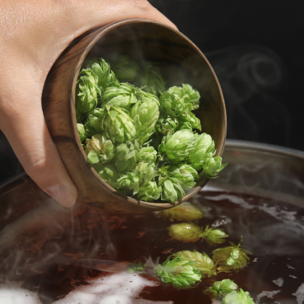 le-houblon-comme-ingredient-biere-maison