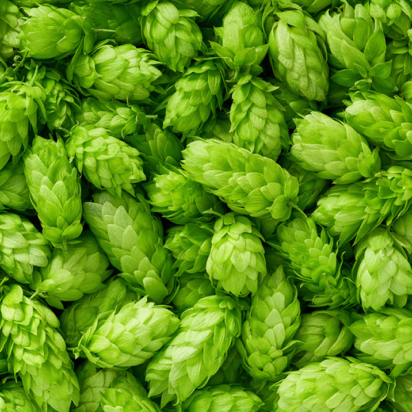 varietes-de-houblon-comme-ingredient-biere-maison