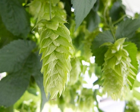 Histoire et profil du houblon Cascade