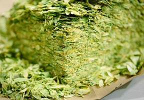 Le houblon : la clé de l’amertume de votre bière